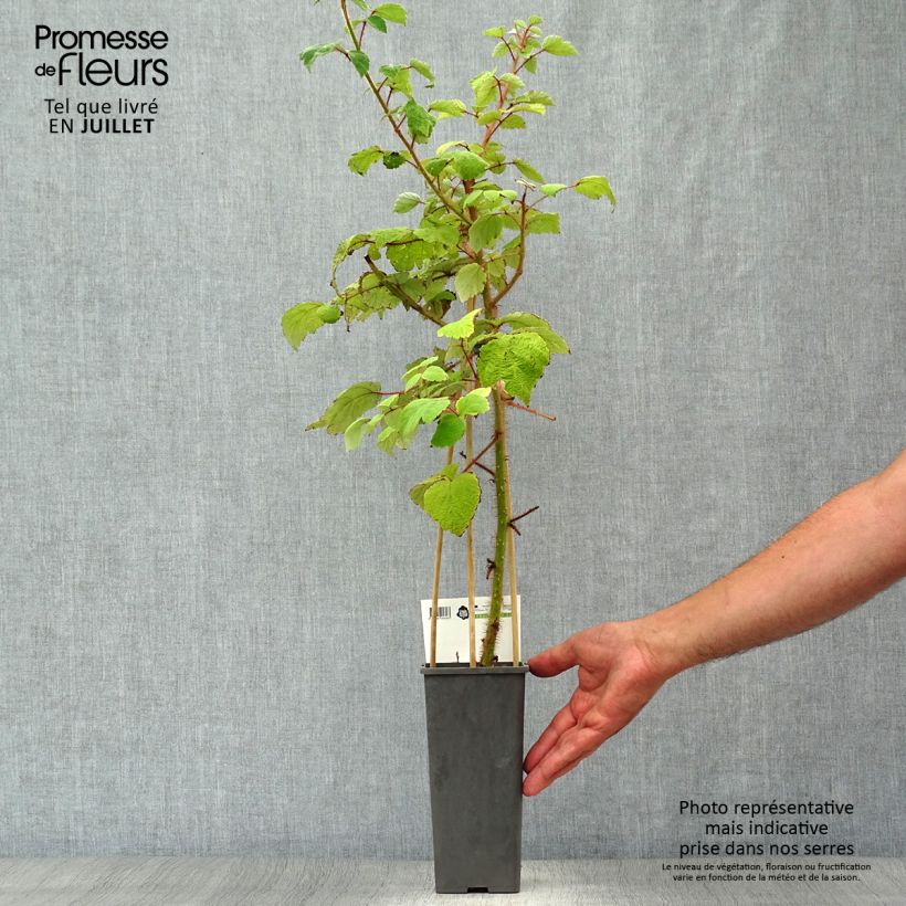 Ejemplar de Frambuesa japonesa - Rubus phoenicolasius Maceta 1,5L/2L, Formación arbustiva entregado en verano