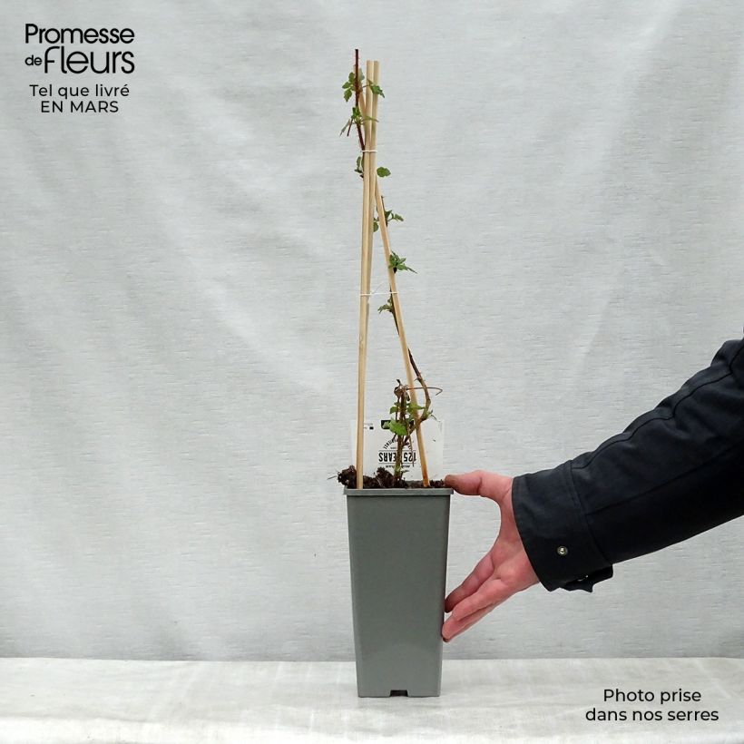 Frambuesa japonesa - Rubus phoenicolasius Maceta 1,5L/2L, Formación arbustiva Ejemplar entregado en la primavera