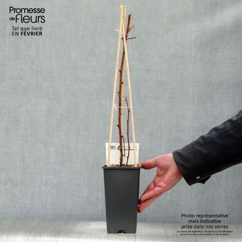 Frambuesa japonesa - Rubus phoenicolasius Maceta 1,5L/2L, Formación arbustiva Ejemplar entregado en invierno