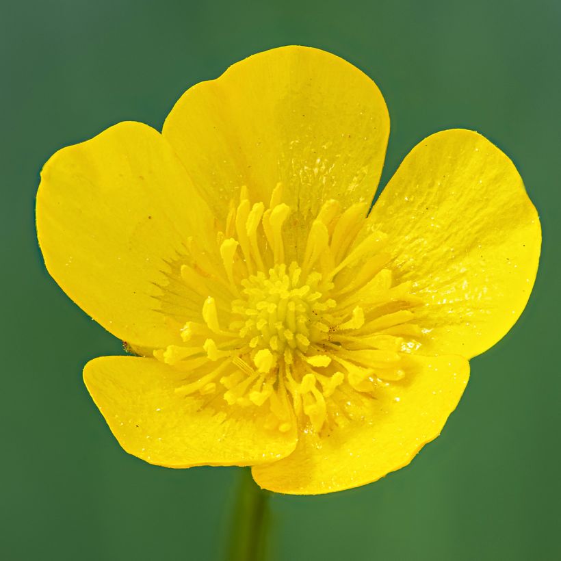 Ranunculus acris - Botón de oro (Floración)