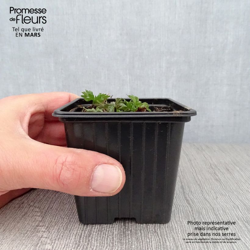 Ranunculus acris - Botón de oro Maceta de 7/8 cm Ejemplar entregado en la primavera