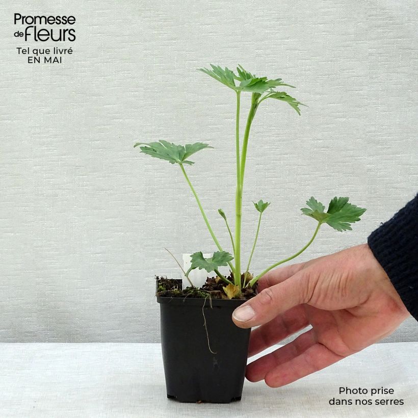 Ranunculus acris Multiplex - Botón de oro Maceta de 8/9 cm Ejemplar entregado en la primavera