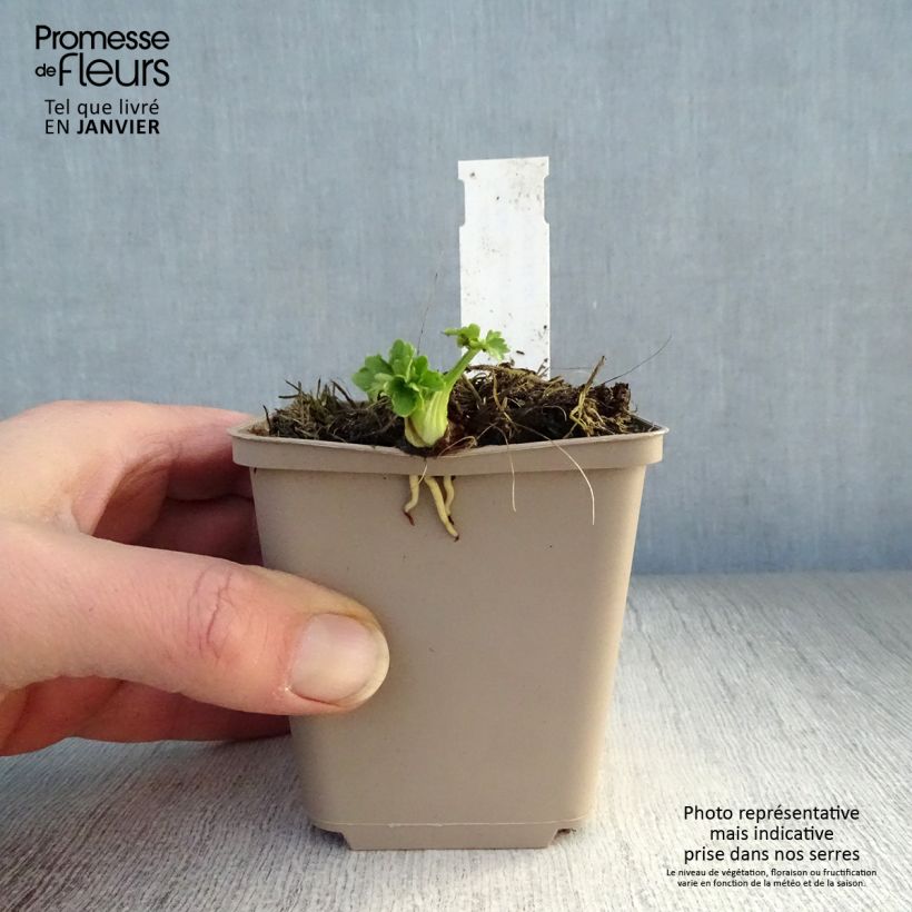 Ranunculus acris Multiplex - Botón de oro Maceta de 8/9 cm Ejemplar entregado en invierno