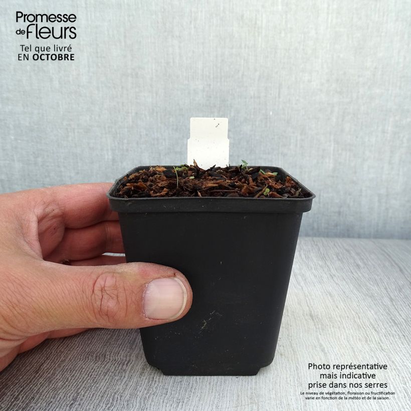 Ejemplar de Ranunculus ficaria Collarette - Celidonia menor Maceta de 8/9 cm entregado en otoño