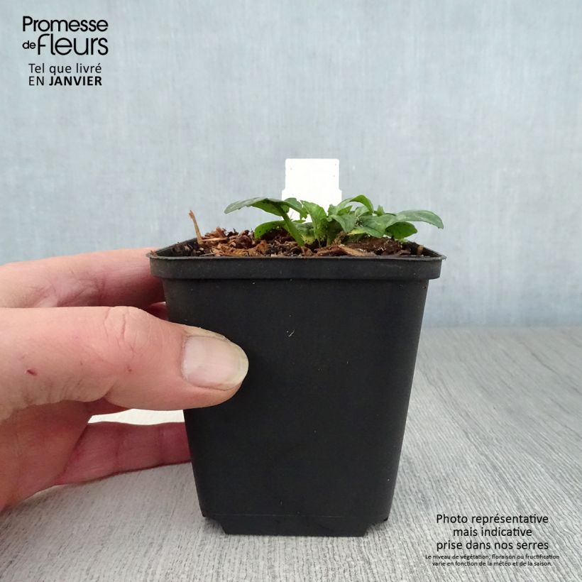 Ranunculus ficaria Collarette - Celidonia menor Maceta de 8/9 cm Ejemplar entregado en invierno