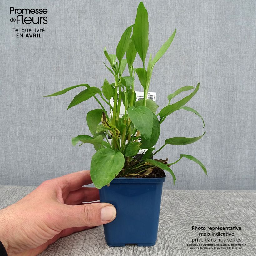 Ranunculus flammula - Hierba flámula Maceta de 8/9 cm Ejemplar entregado en la primavera