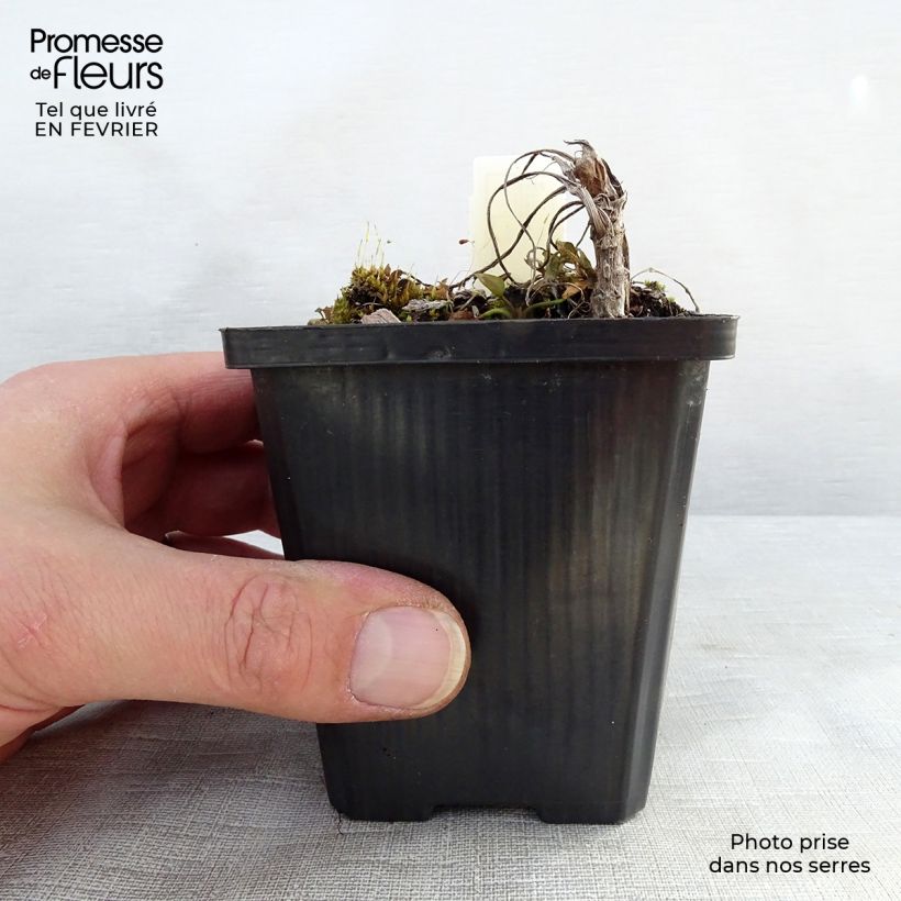 Ranunculus lingua - Ranúnculo de las cañas Maceta de 8/9 cm Ejemplar entregado en invierno