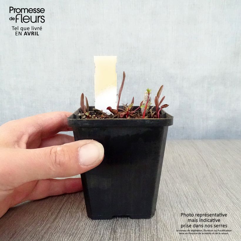 Ranunculus lingua - Ranúnculo de las cañas Maceta de 8/9 cm Ejemplar entregado en la primavera