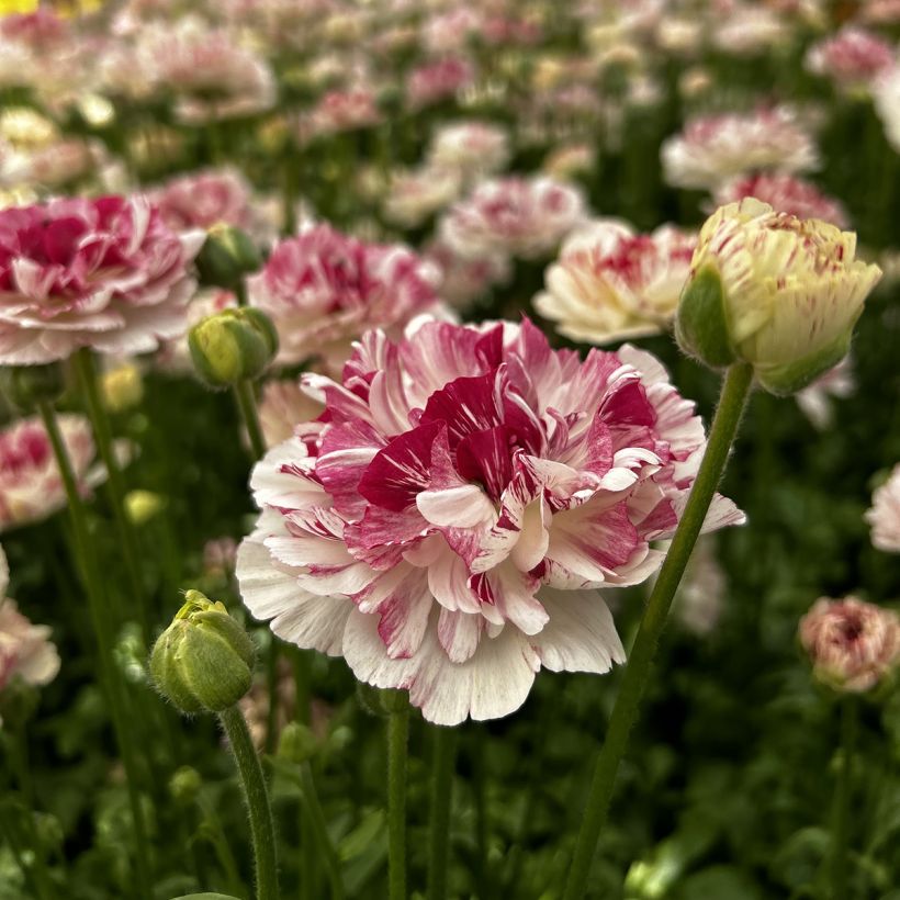 Ranúnculo Brushmark Cesar – Ranunculus asiaticus (Floración)