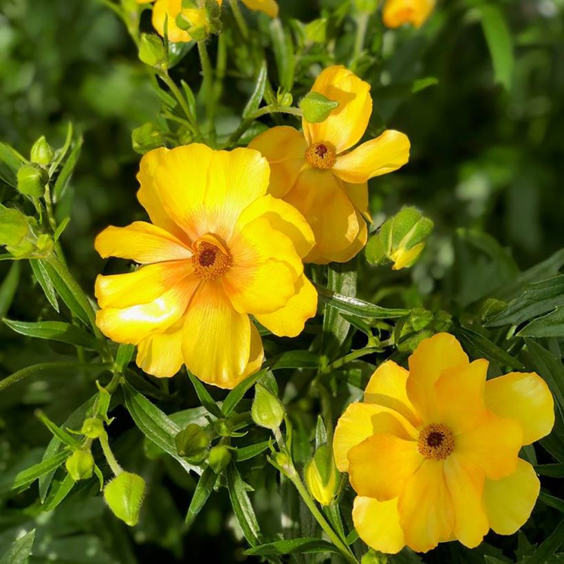 Ranúnculo Butterfly Dione – Ranunculus asiaticus (Floración)
