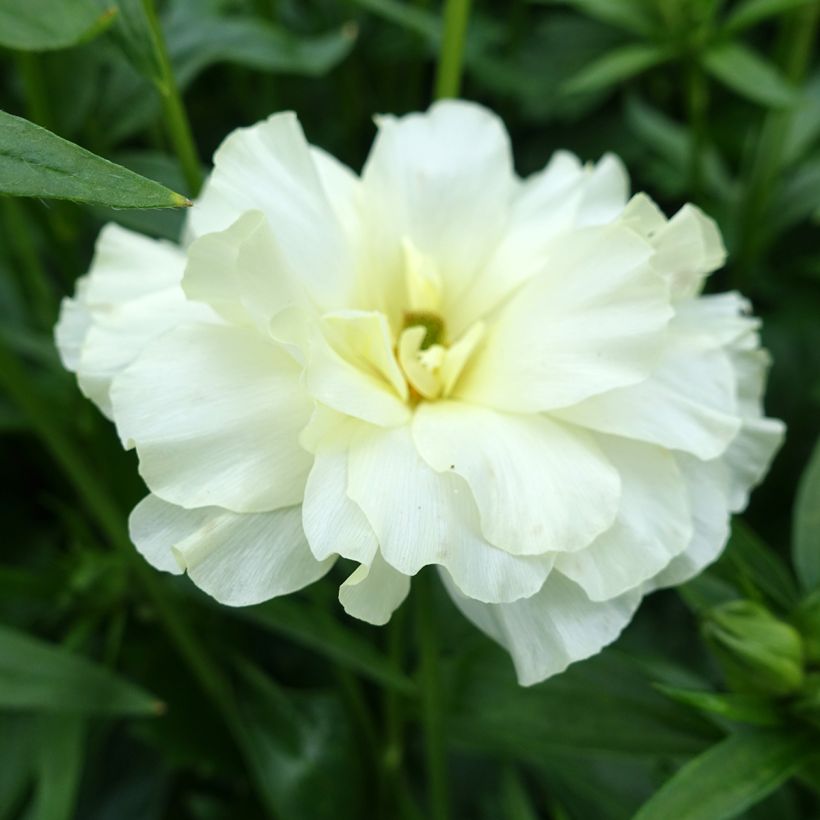 Ranúnculo Butterfly Graces – Ranunculus asiaticus (Floración)