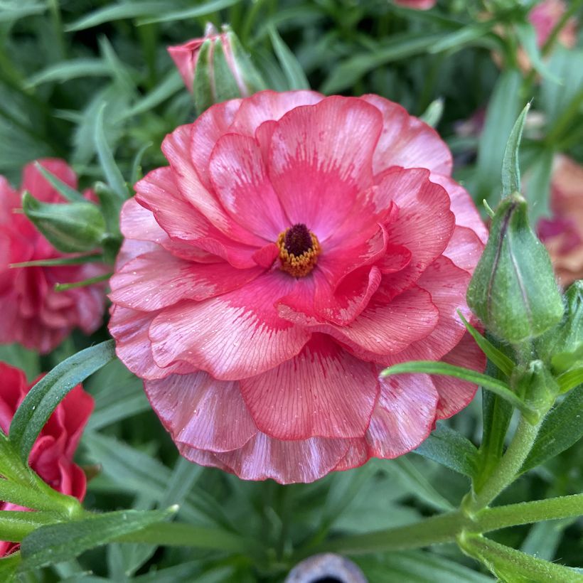 Ranúnculo Butterfly Musa – Ranunculus asiaticus (Floración)