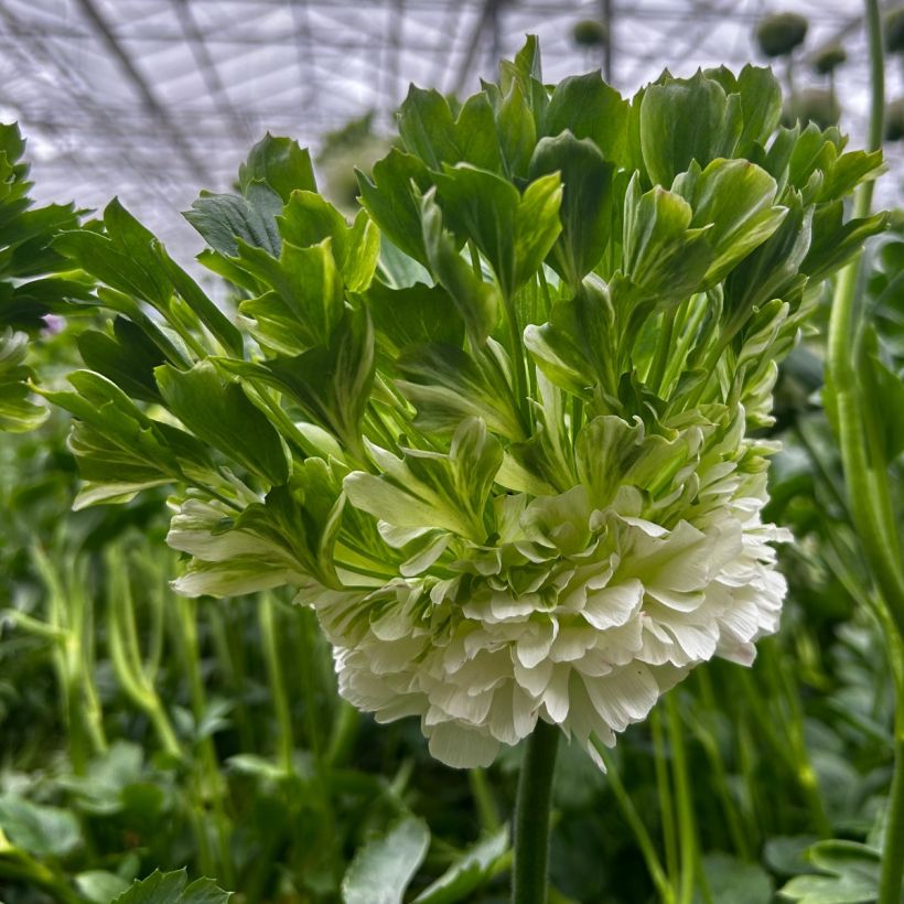 Ranúnculo Crown Giverny – Ranunculus asiaticus (Floración)