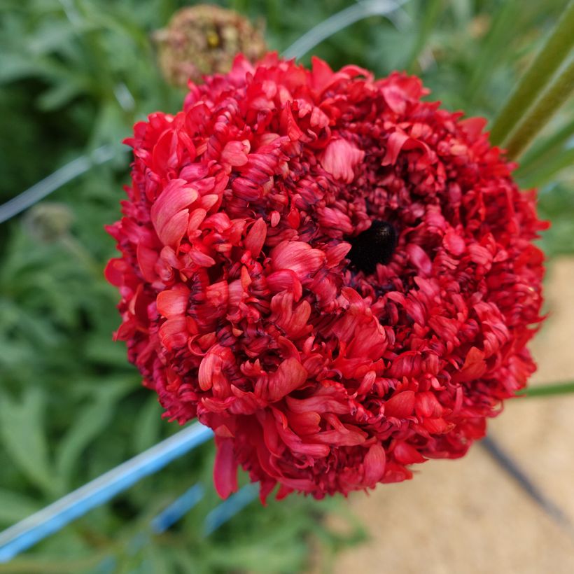 Ranúnculo Poodle Chaouen II – Ranunculus asiaticus (Floración)