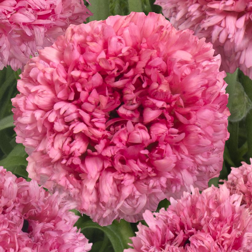 Ranúnculo Poodle Ramlia – Ranunculus asiaticus (Floración)