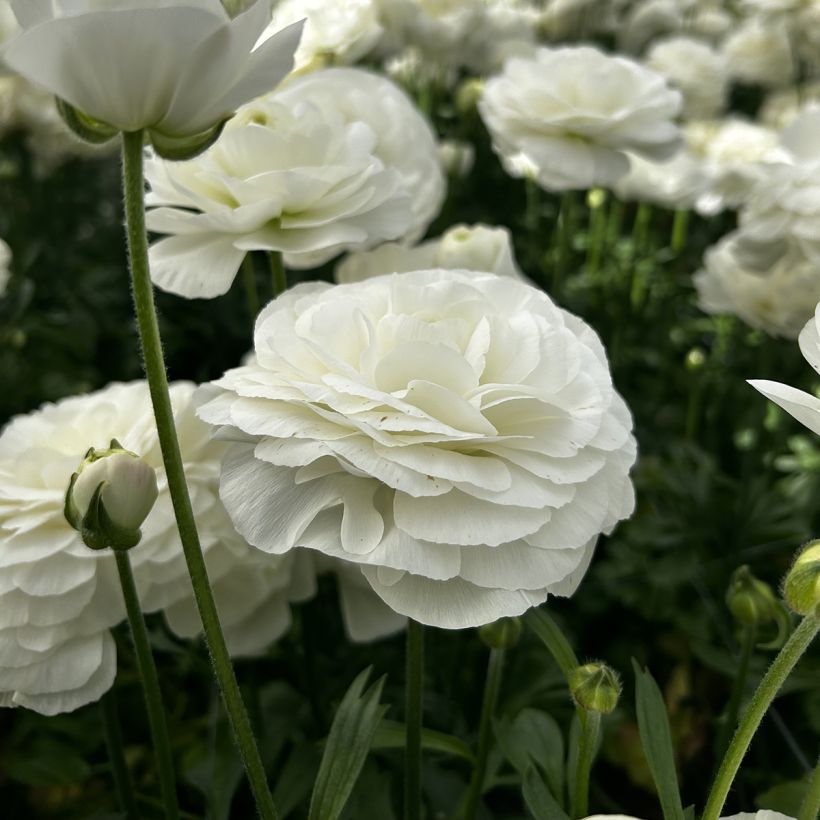 Ranúnculo Romance Courchevel – Ranunculus asiaticus (Floración)
