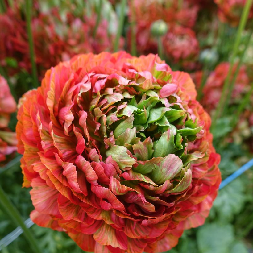 Ranúnculo Crown Bastille – Ranunculus asiaticus (Floración)