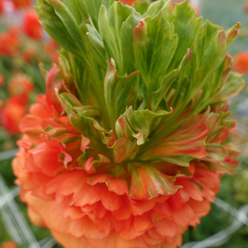 Ranúnculo Crown Nervion – Ranunculus asiaticus (Floración)