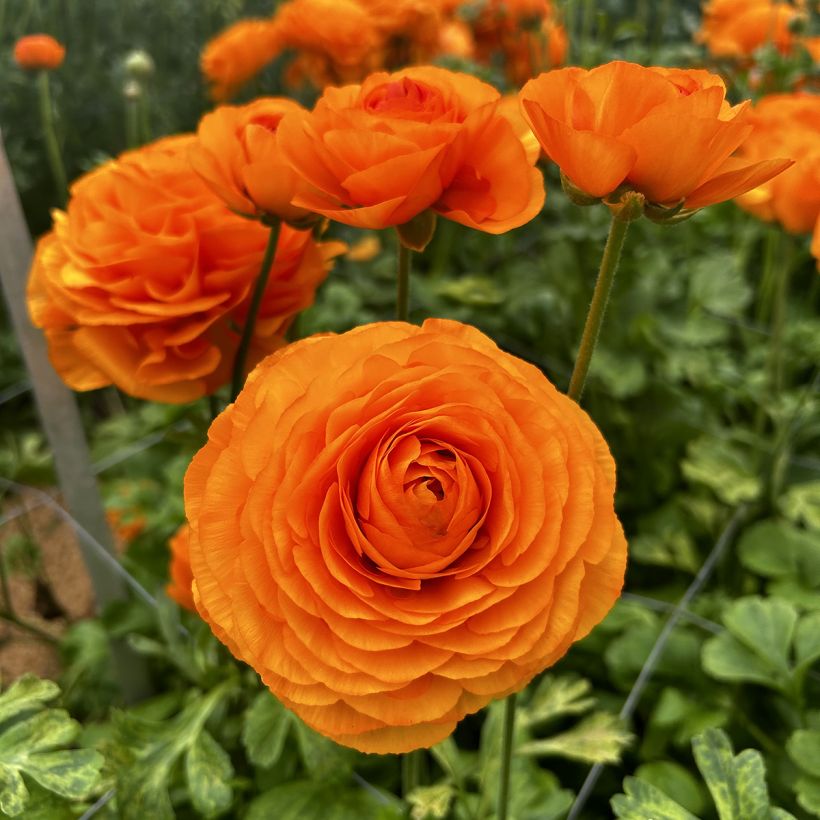 Ranúnculo Romance Digne – Ranunculus asiaticus (Floración)