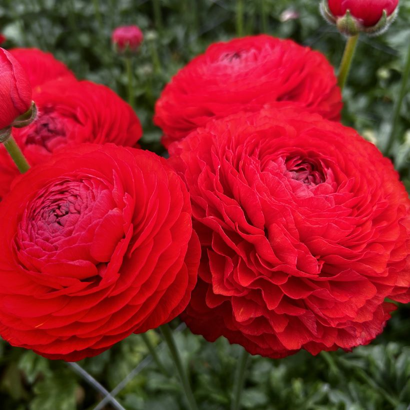 Ranúnculo Romance Get Lucky – Ranunculus asiaticus (Floración)