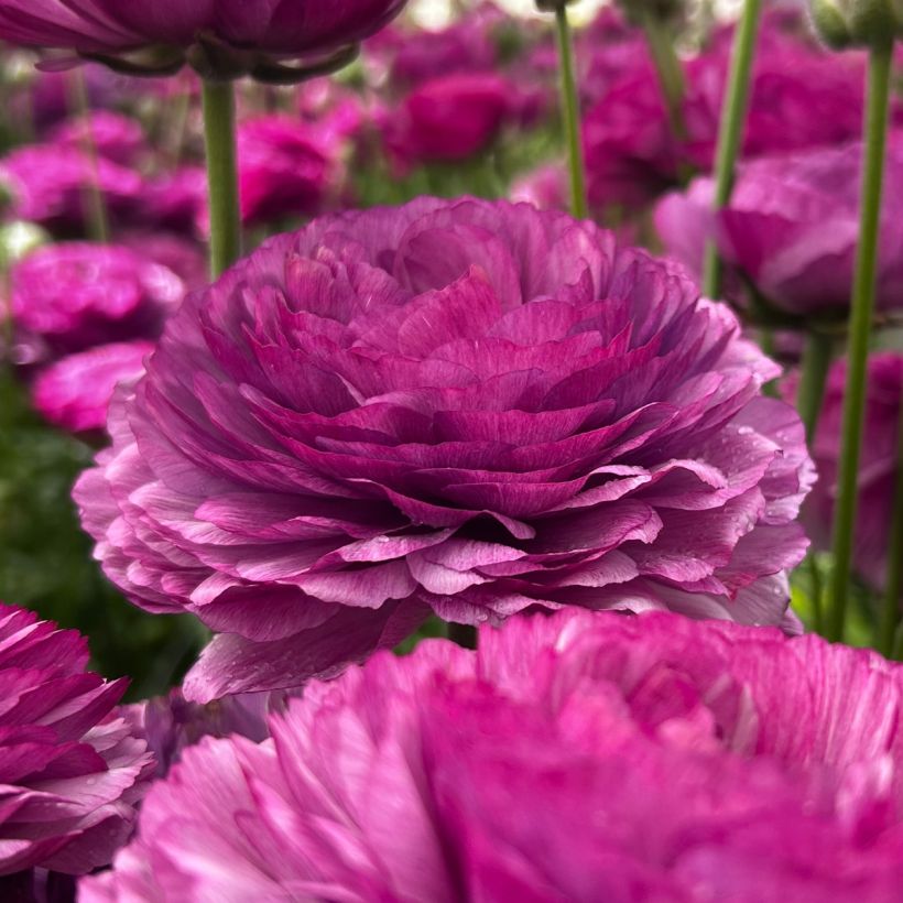 Ranúnculo Romance Loubeyres – Ranunculus asiaticus (Floración)