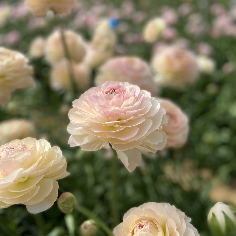 Ranúnculo Romance Maritime – Ranunculus asiaticus (Floración)