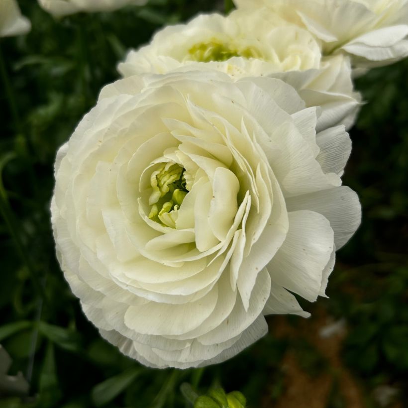 Ranúnculo Romance Montenvers – Ranunculus asiaticus (Floración)