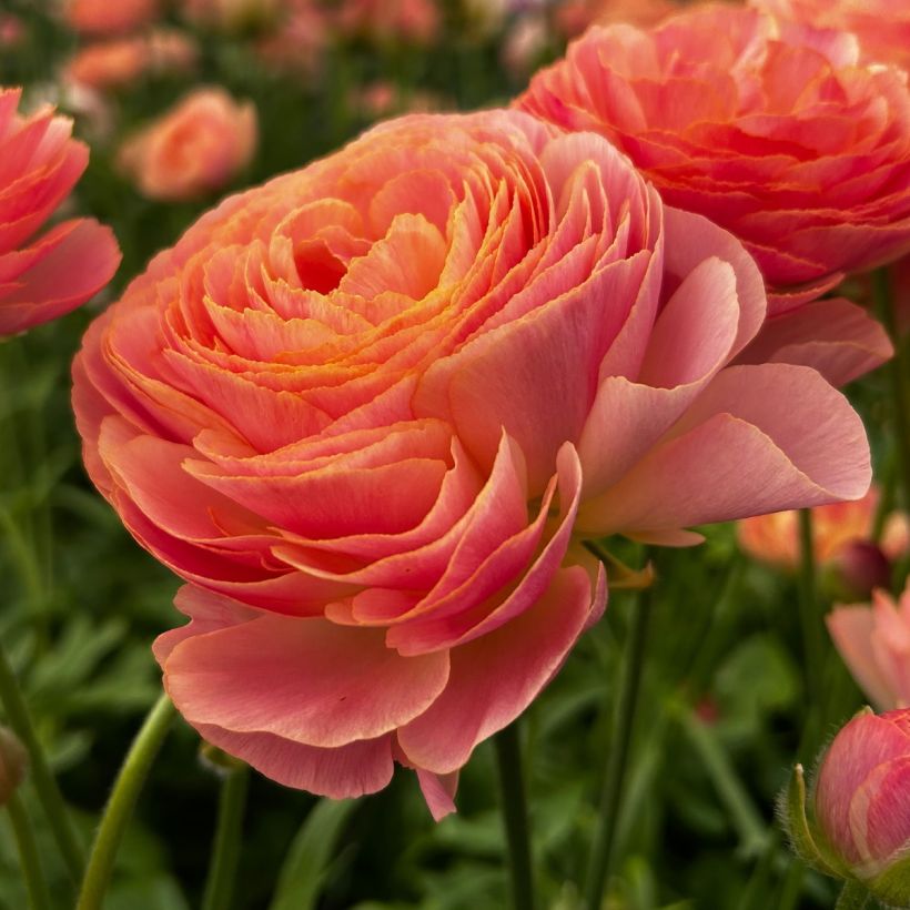Ranúnculo Romance Nohant – Ranunculus asiaticus (Floración)