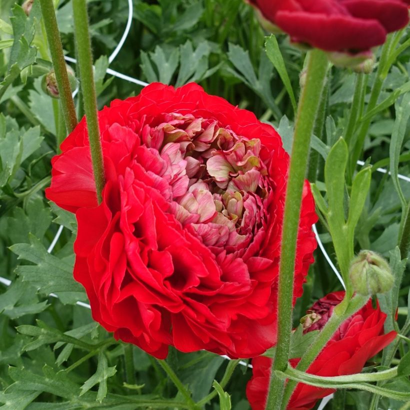 Ranúnculo Romance Odon – Ranunculus asiaticus (Floración)