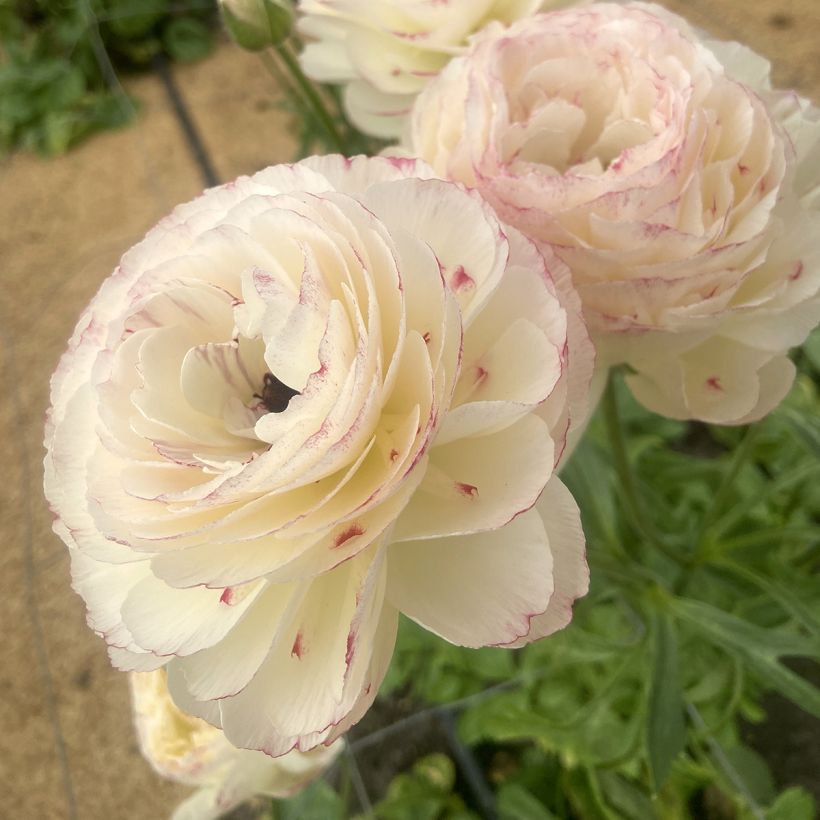 Ranúnculo Romance Orleans – Ranunculus asiaticus (Floración)