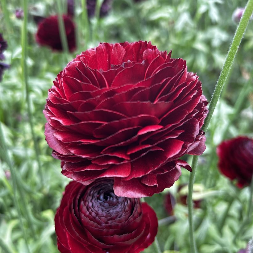 Ranúnculo Romance Perigord – Ranunculus asiaticus (Floración)