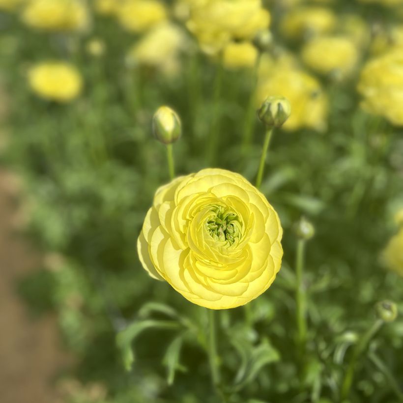 Ranúnculo Romance Quimper – Ranunculus asiaticus (Floración)