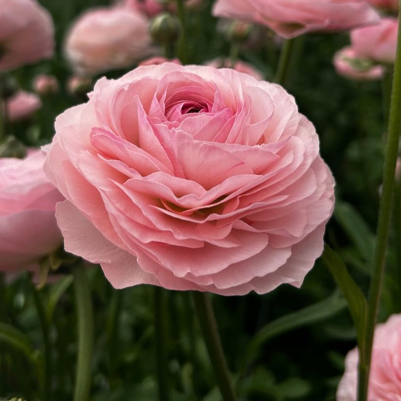 Ranúnculo Romance Seine – Ranunculus asiaticus (Floración)