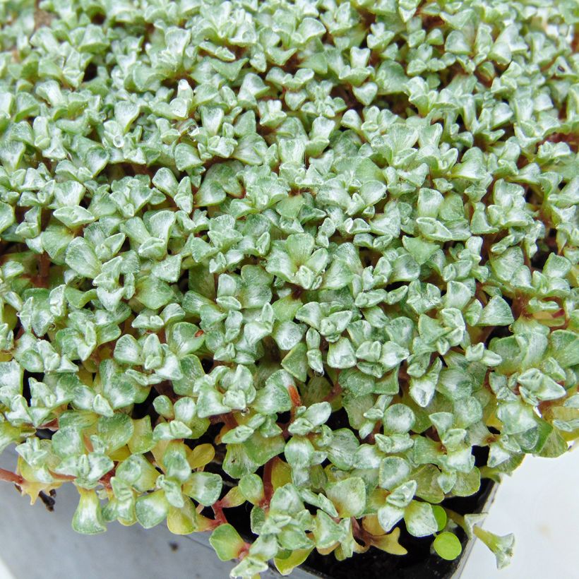 Raoulia australis - Oveja vegetal (Follaje)