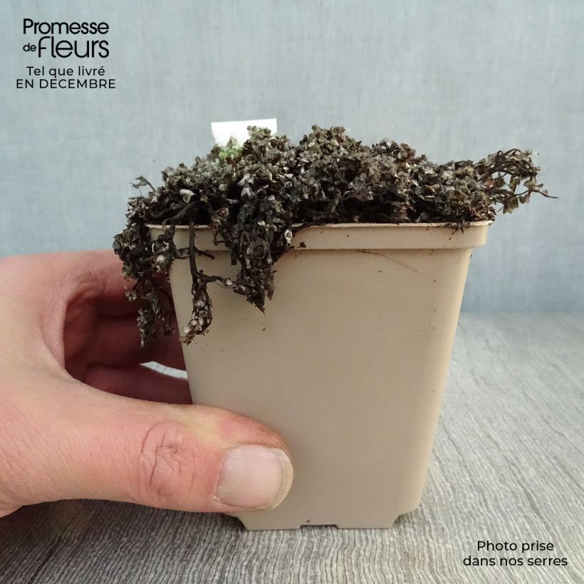 Raoulia australis - Oveja vegetal Maceta de 8/9 cm Ejemplar entregado en invierno