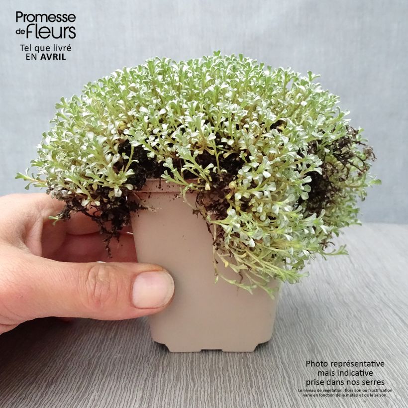 Raoulia australis - Oveja vegetal Maceta de 8/9 cm Ejemplar entregado en la primavera