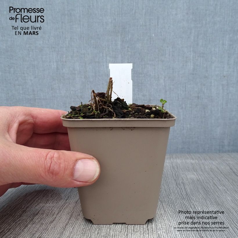 Ratibida columnifera Pulcherrima - Sombrero mexicano Maceta de 8/9 cm Ejemplar entregado en invierno