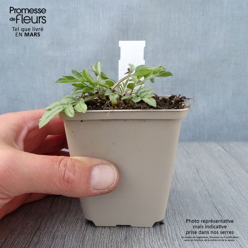 Ratibida pinnata - Equinácea de pradera pinnada Maceta de 8/9 cm Ejemplar entregado en la primavera