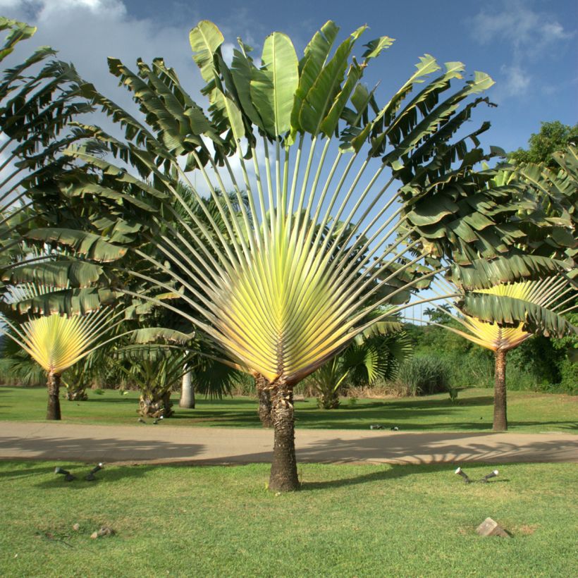 Ravenala madagascariensis (semillas) - Palma del viajero (Porte)
