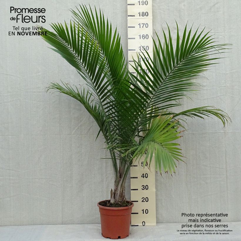 Ejemplar de Ravenea rivularis - Palma augusta Maceta 7,5L/10L entregado en otoño