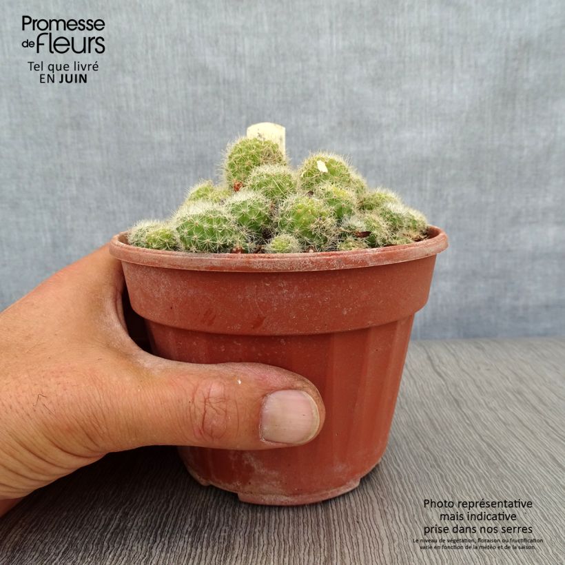 Ejemplar de Rebutia sp. Maceta de 12 cm / 13 cm entregado en verano