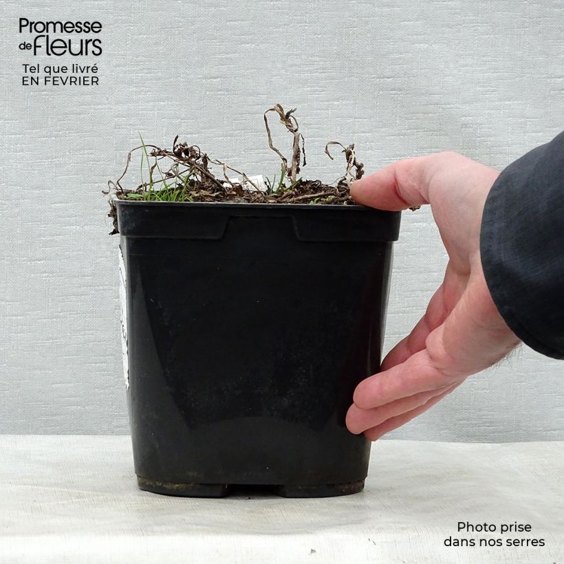 Rehmannia henryi Maceta 2L/3L Ejemplar entregado en invierno