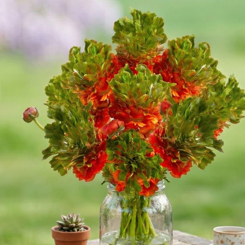 Ranúnculo Crown Nervion – Ranunculus asiaticus (Porte)