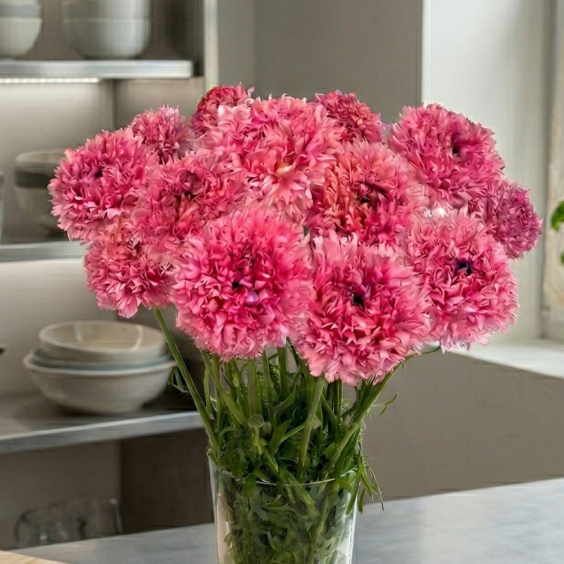 Ranúnculo Poodle Ramlia – Ranunculus asiaticus (Porte)