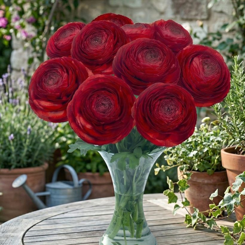 Ranúnculo Romance Get Lucky – Ranunculus asiaticus (Porte)