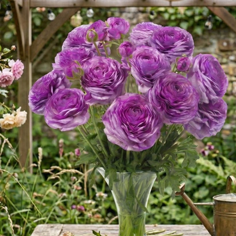 Ranúnculo Romance Loubeyres – Ranunculus asiaticus (Porte)
