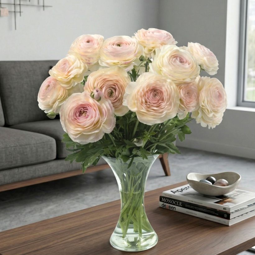 Ranúnculo Romance Maritime – Ranunculus asiaticus (Porte)