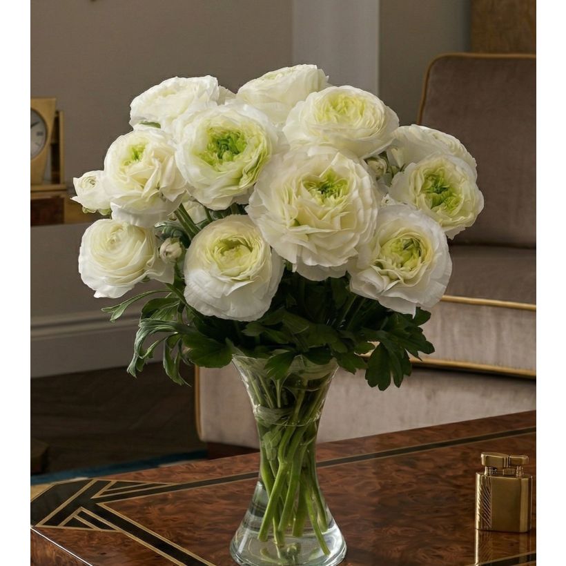 Ranúnculo Romance Montenvers – Ranunculus asiaticus (Porte)