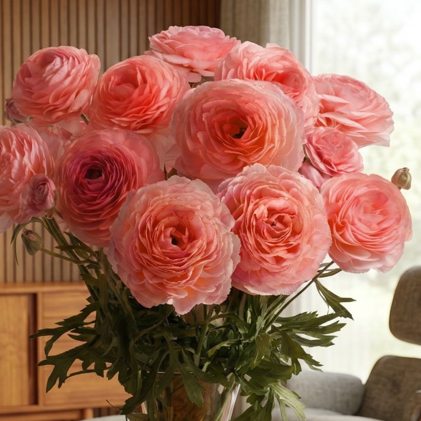 Ranúnculo Romance Nohant – Ranunculus asiaticus (Porte)