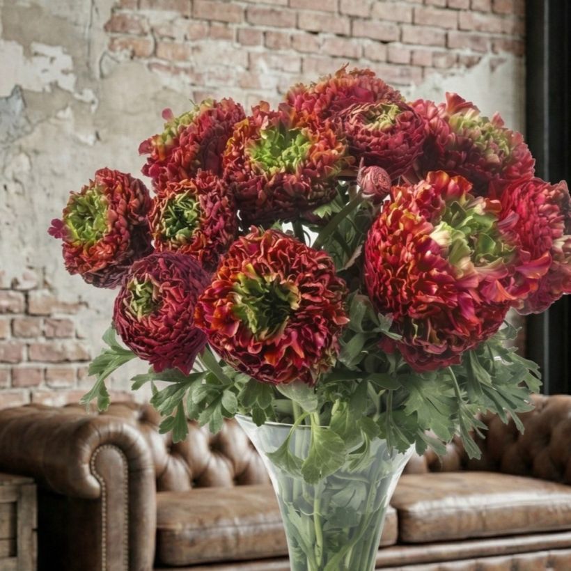 Ranúnculo Romance Odon – Ranunculus asiaticus (Porte)